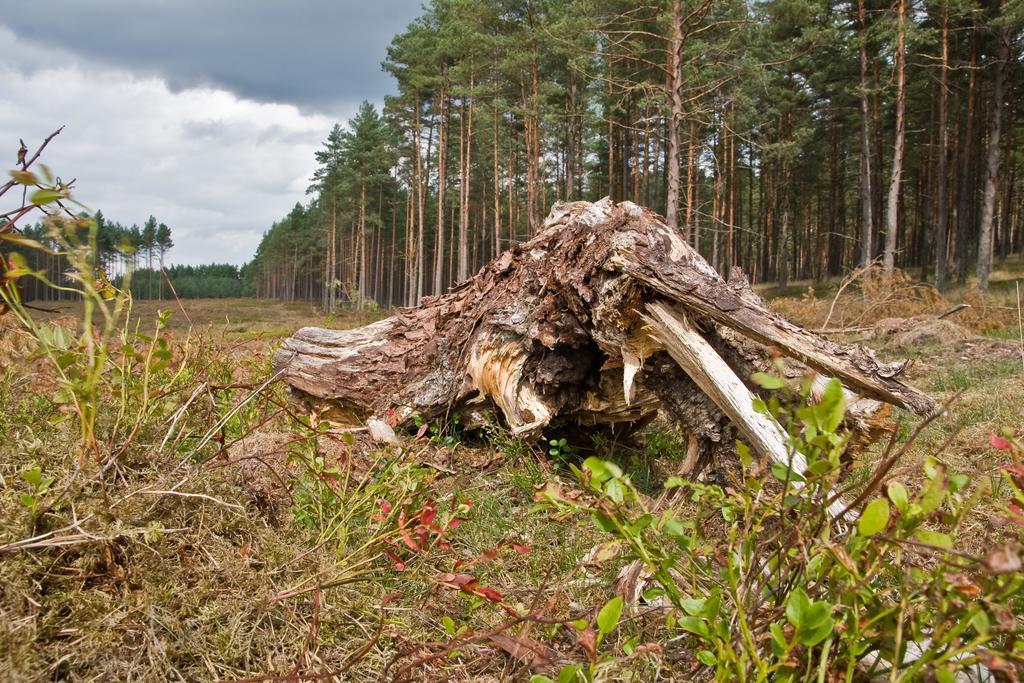 Agroturystyka Sominy Piotr エクステリア 写真