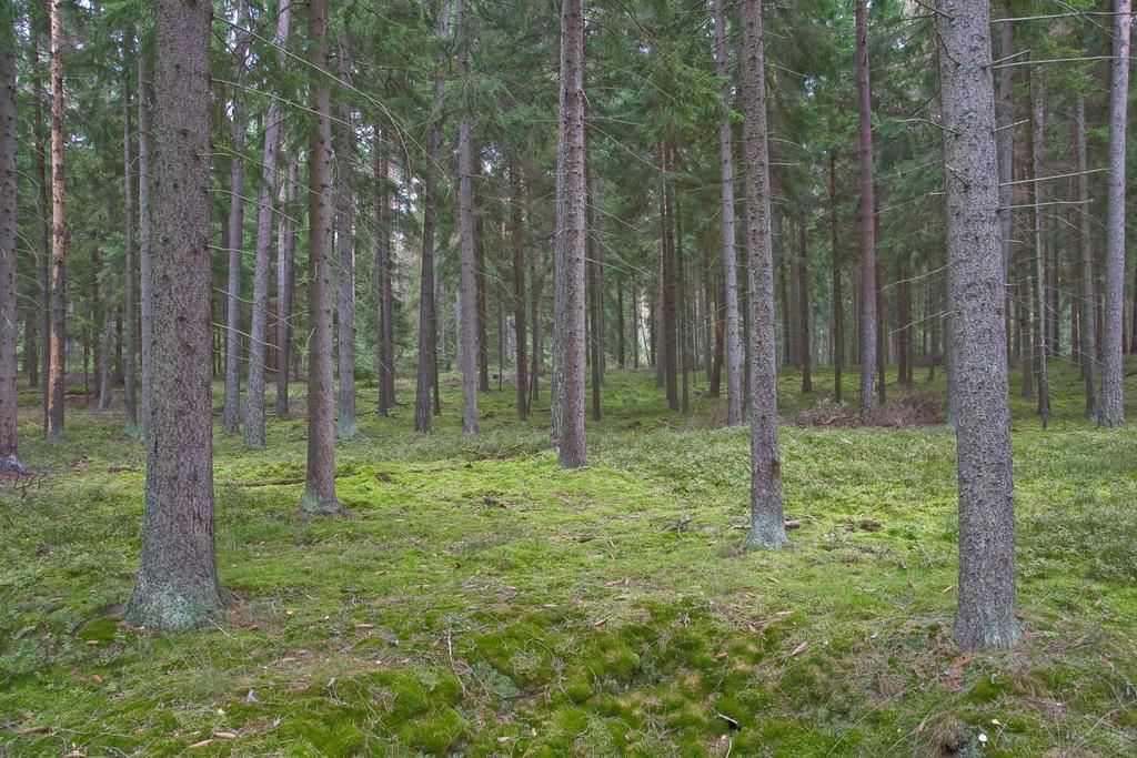 Agroturystyka Sominy Piotr エクステリア 写真