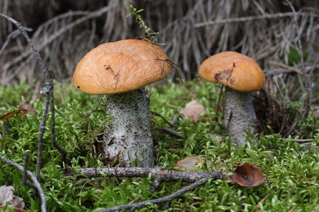 Agroturystyka Sominy Piotr エクステリア 写真