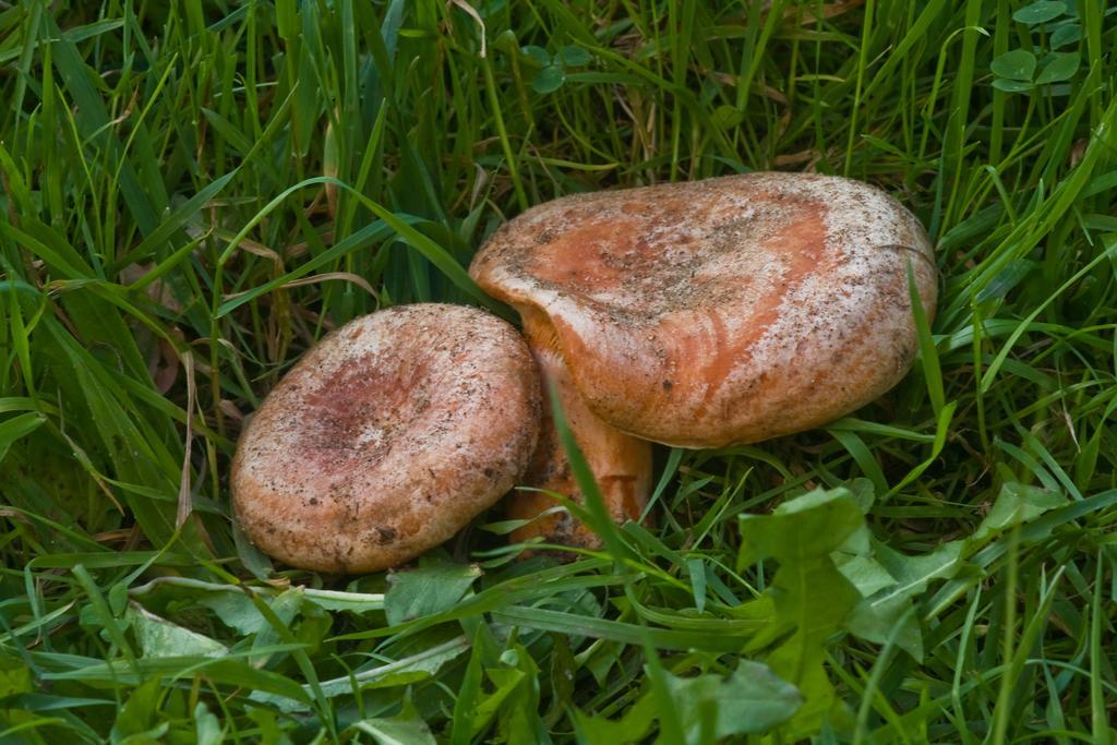 Agroturystyka Sominy Piotr エクステリア 写真