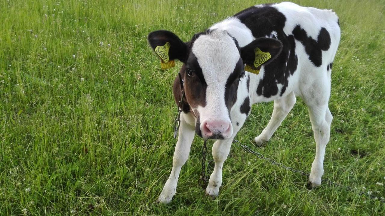 Agroturystyka Sominy Piotr エクステリア 写真