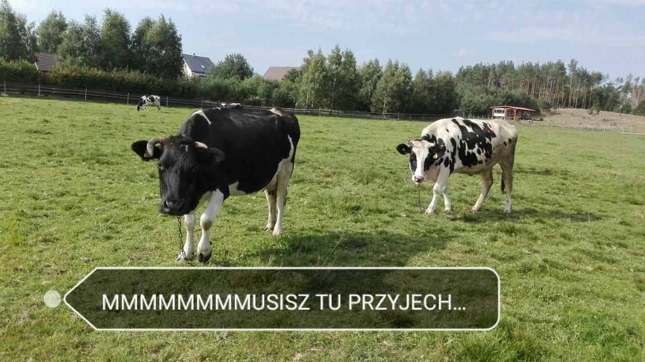 Agroturystyka Sominy Piotr エクステリア 写真
